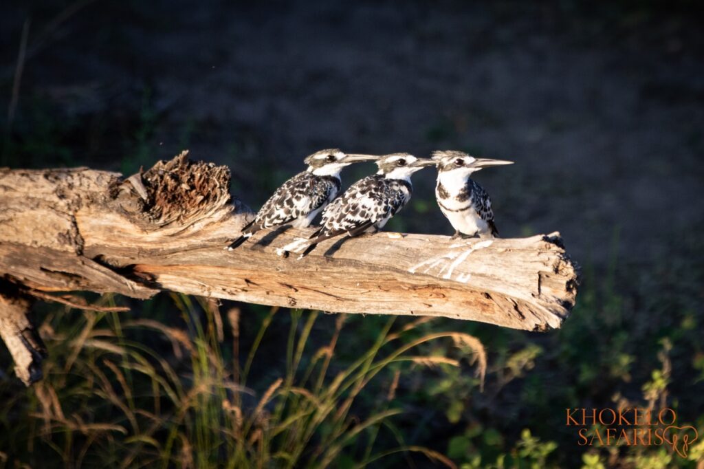 3 Bonte IJsvogels in Afrika