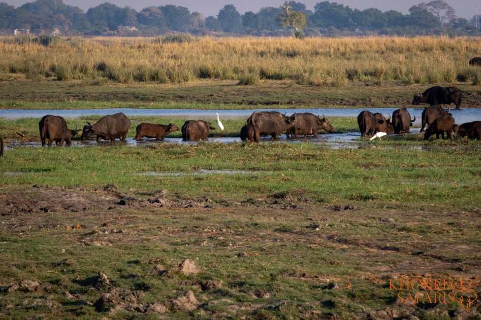 Buffalo in Chobe NP Botswana met Khokelo Safaris
