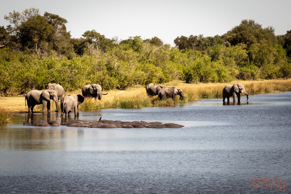 Olifanten in de Hippo Pools in het Moremi Game Reserve (Botswana)