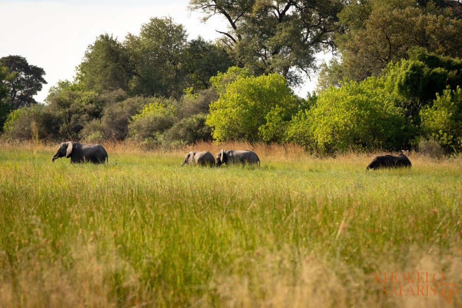 Khokelo Safaris Olifanten bij de Khwai Concession