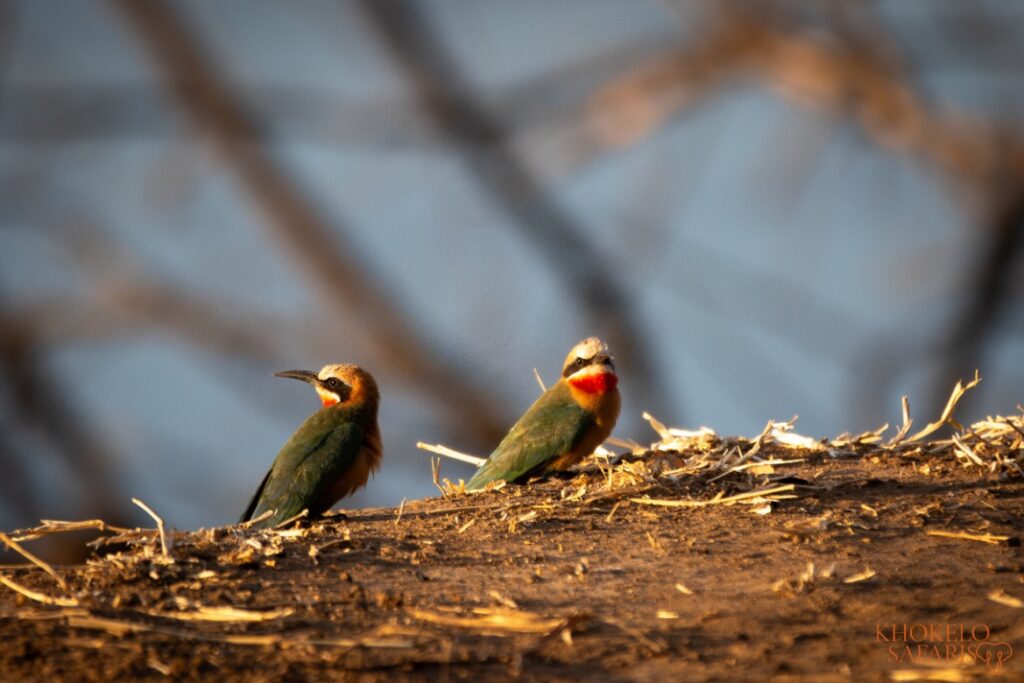 Witvoorsthoningeter in South Luangwa