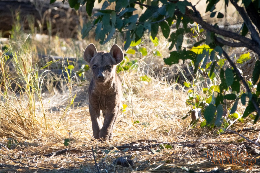 Nieuwsgierige hyeana pup in Afrika