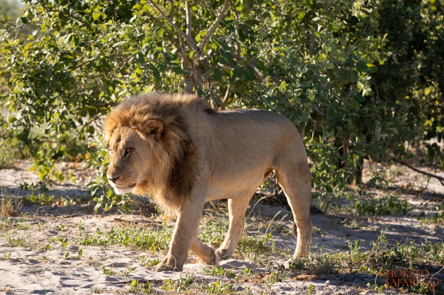 Mannelijke leeuw in Savuti Botswana
