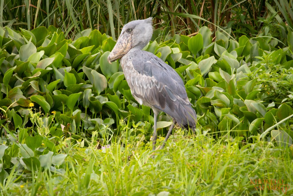 Schoenbekooievaar Khokelo Safaris