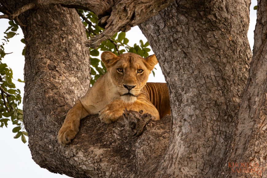 Boom-klimmende leeuw