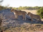 Jonge leeuwen in Savuti