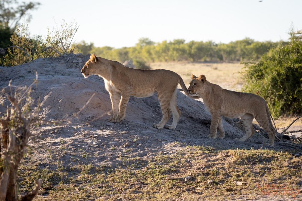 Jonge leeuwen in Savuti