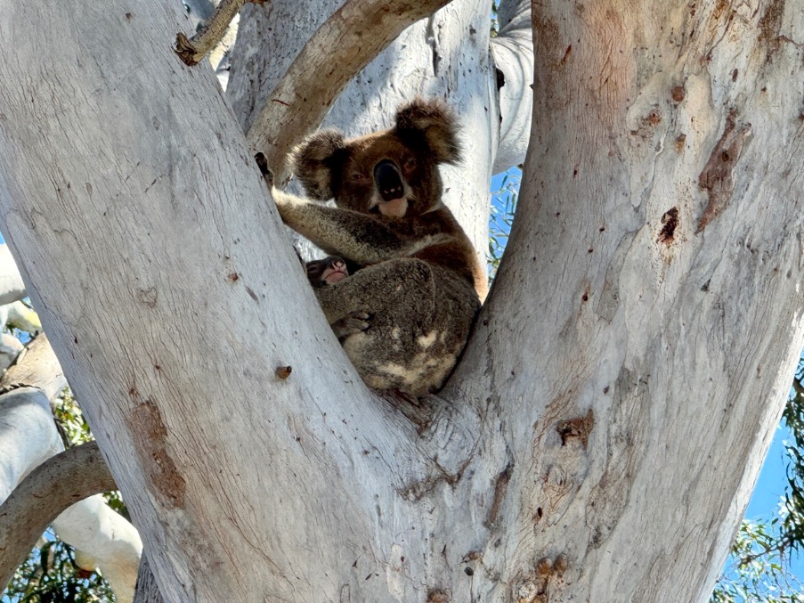 Koala met baby Australië