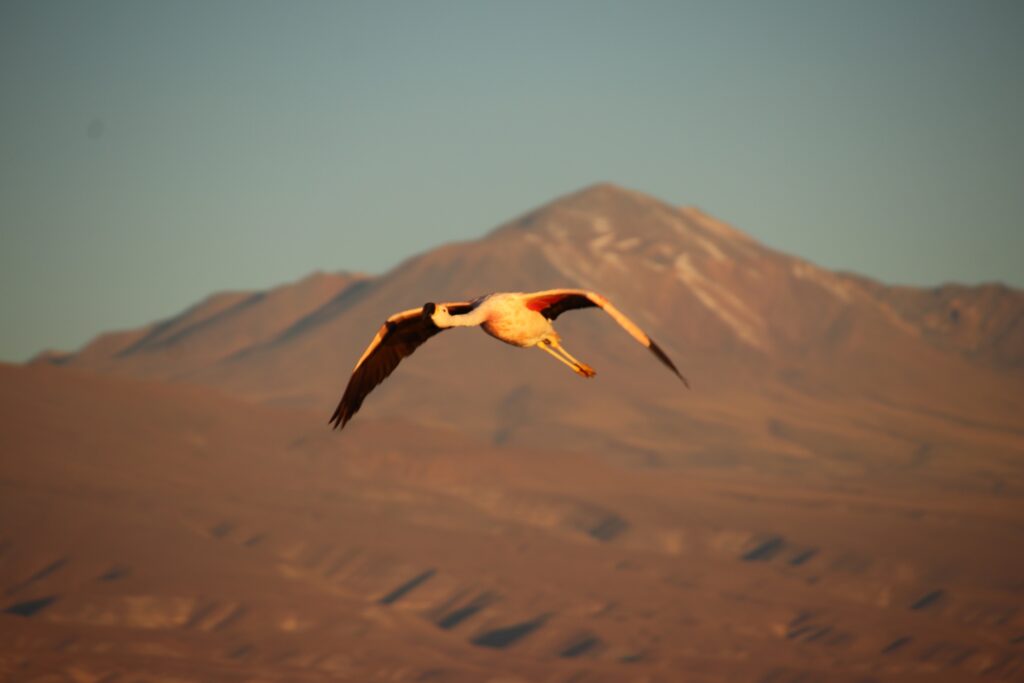 flamingo-berg Chili