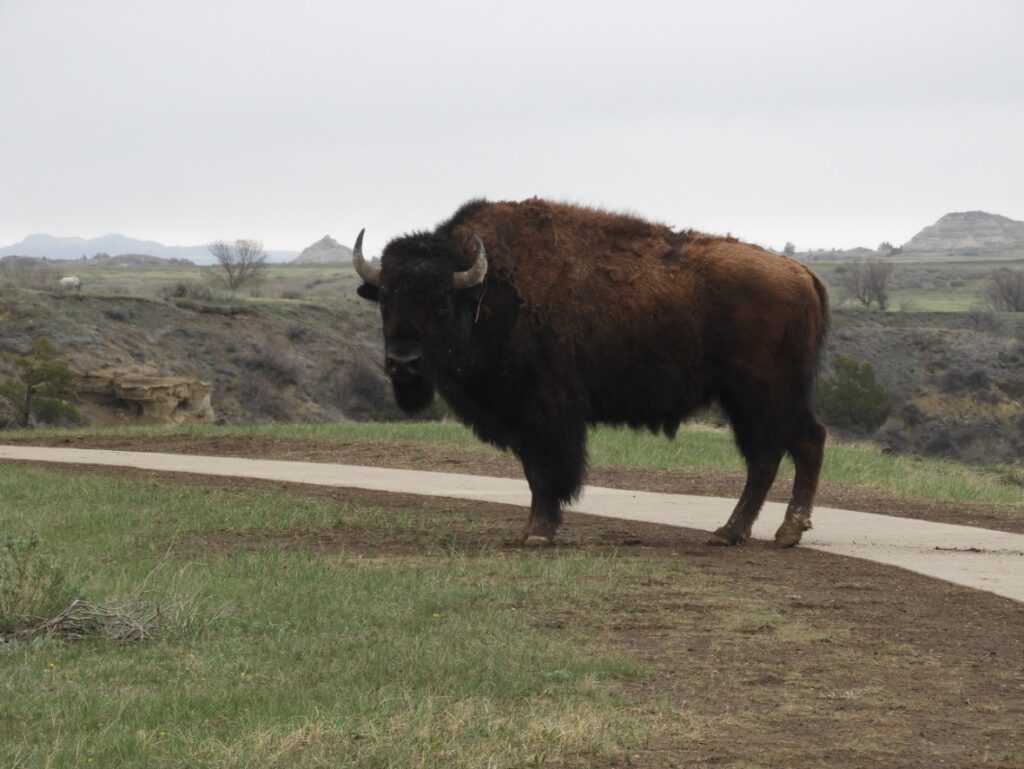 Bison in Theodore Roosevelt Natl Park, North Dakota VS