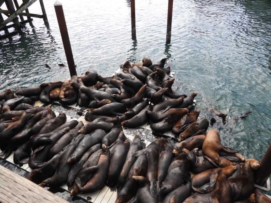 Newport SeaLions in Port, Oregon USA