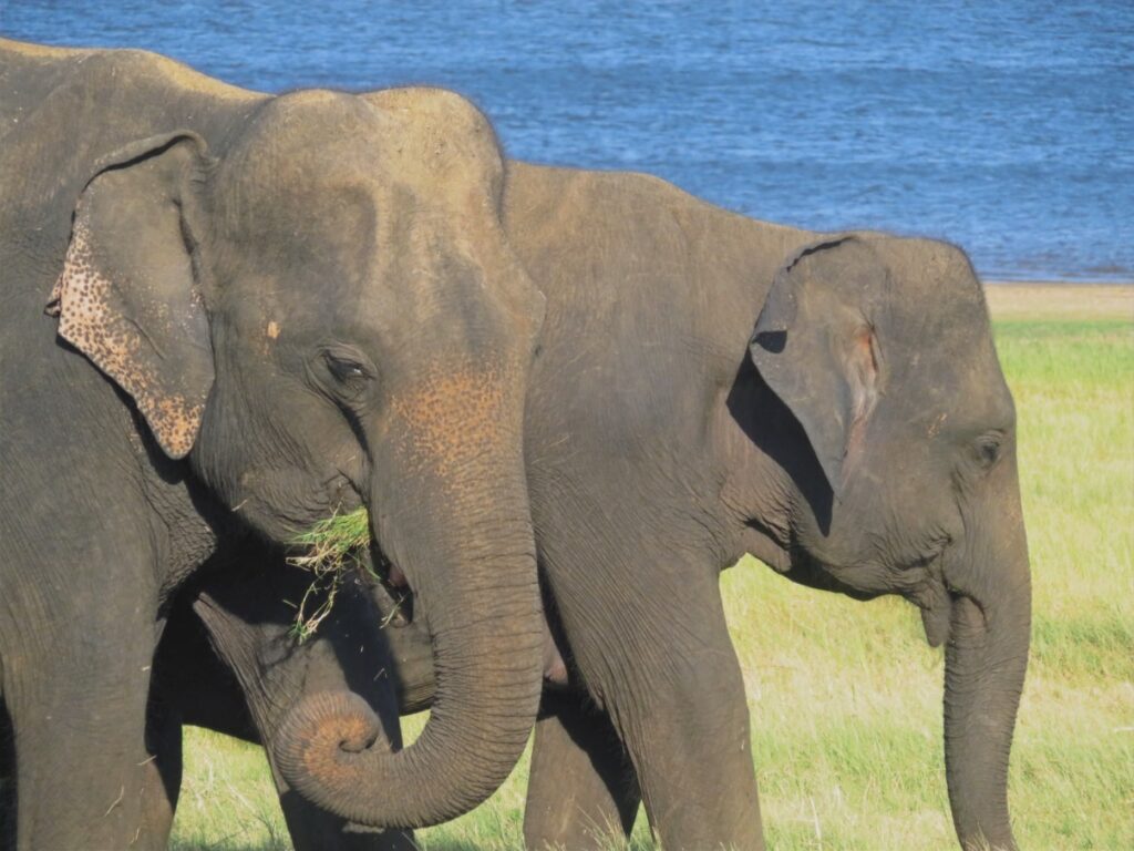 Minneriya National Park Sri Lanka