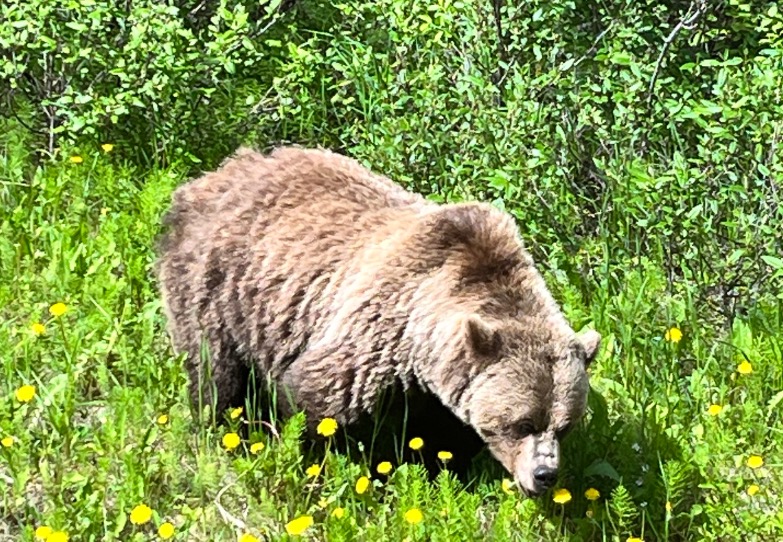 Rocky Mountains Beer Canada