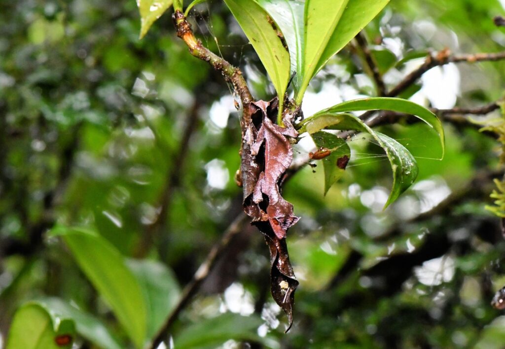 Bladstaartgekko in het Ranomafana National Park op Madagaskar