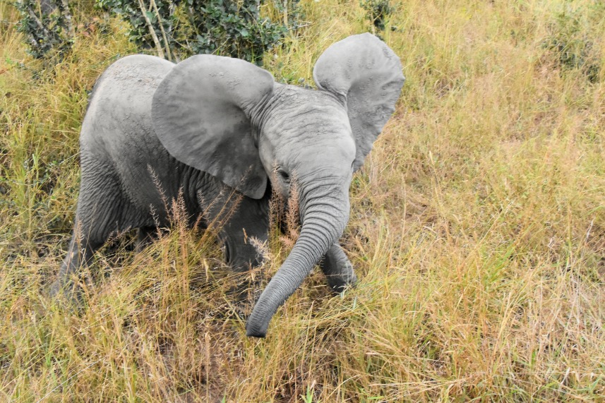 Klein olifantje in het Kruger Park in Zuid-Afrika