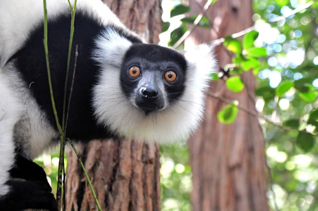 Lemur in Andasibe National Park op Madagaskar
