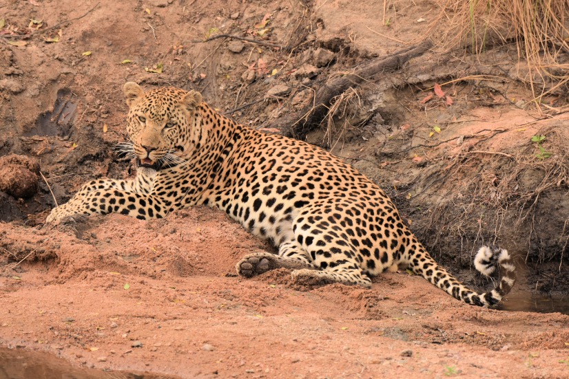 Luipaard tijdens safari in Botswana