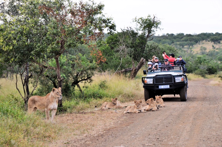 Op safari met Sable Tours in een open 4x4 voertuig in Zuid-Afrika