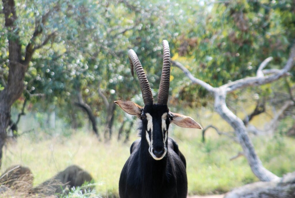 antilope in het Kruger Park in Zuid-Afrika