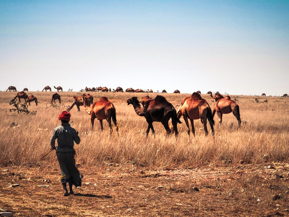 Omaanse kamelenhouder met zijn kamelen