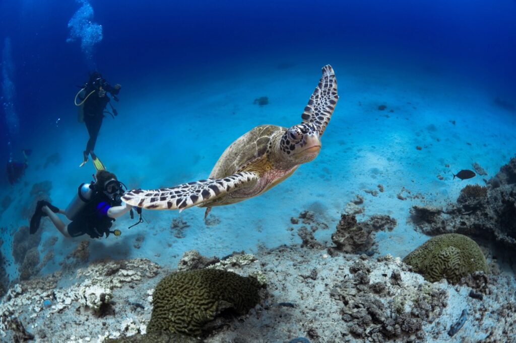 Duikers bij de Daymaniyat Islands met een zeeschildpad