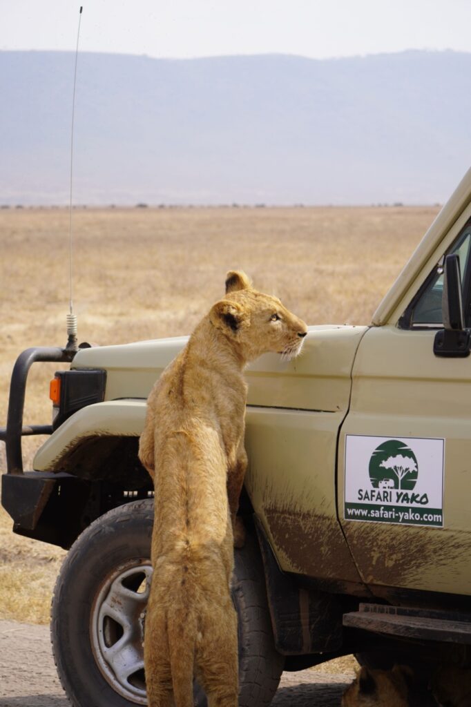 Safari Yako nieuwsgierig wildlife