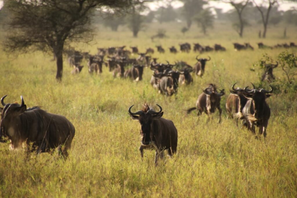 Wildebeesten Tanzania