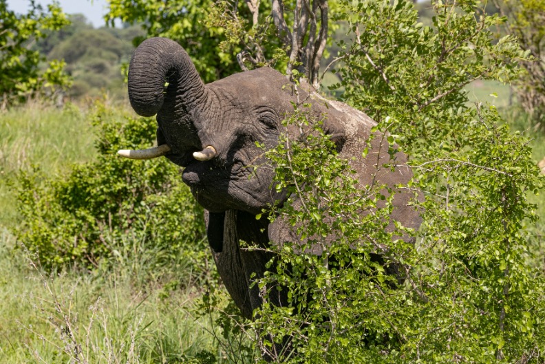 Tarangire NP Tanzania