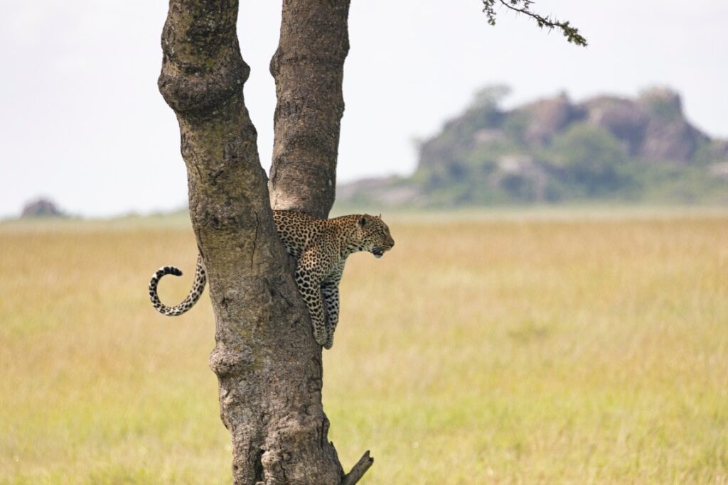 Serengeti National Park