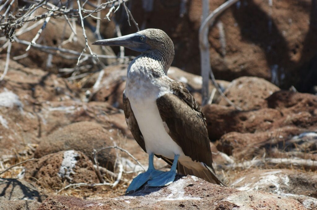 Blue-footed booby op de Galapagos Eilandan