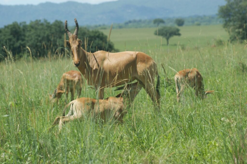 Meer dieren dan alleen de big five in Oost Afrika