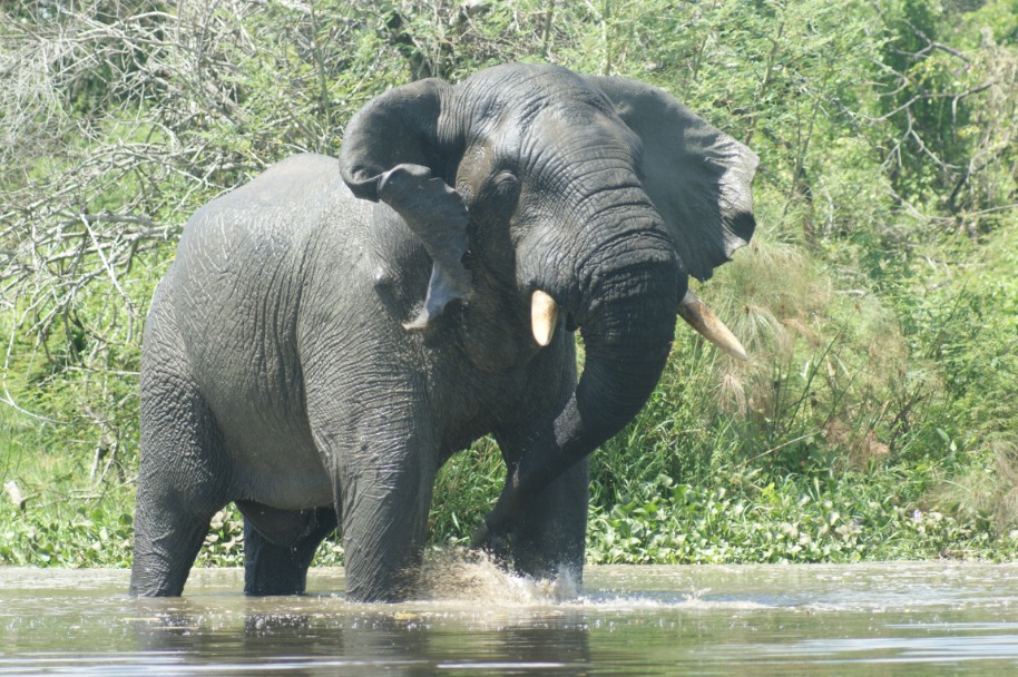 Olifant in de Nijl bij Murchison Falls