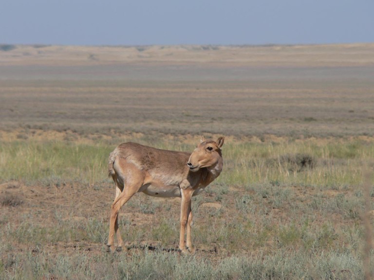 Kazachstan Reizen De Saiga Antilope is weer een vaak geziene gast op de Kazachse steppes