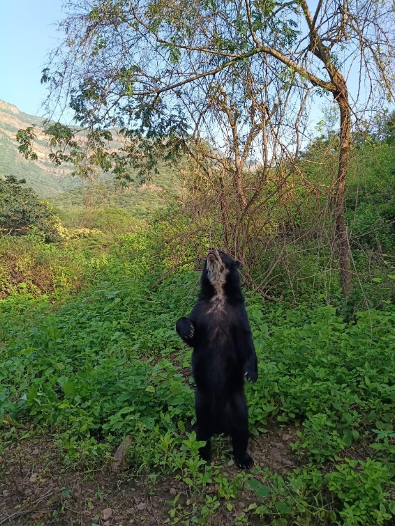 Beer Reservaat National de Chaparri