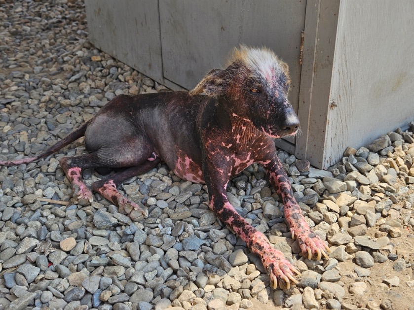 Peruviaans hondenras