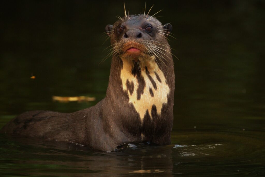 Reuzeotter