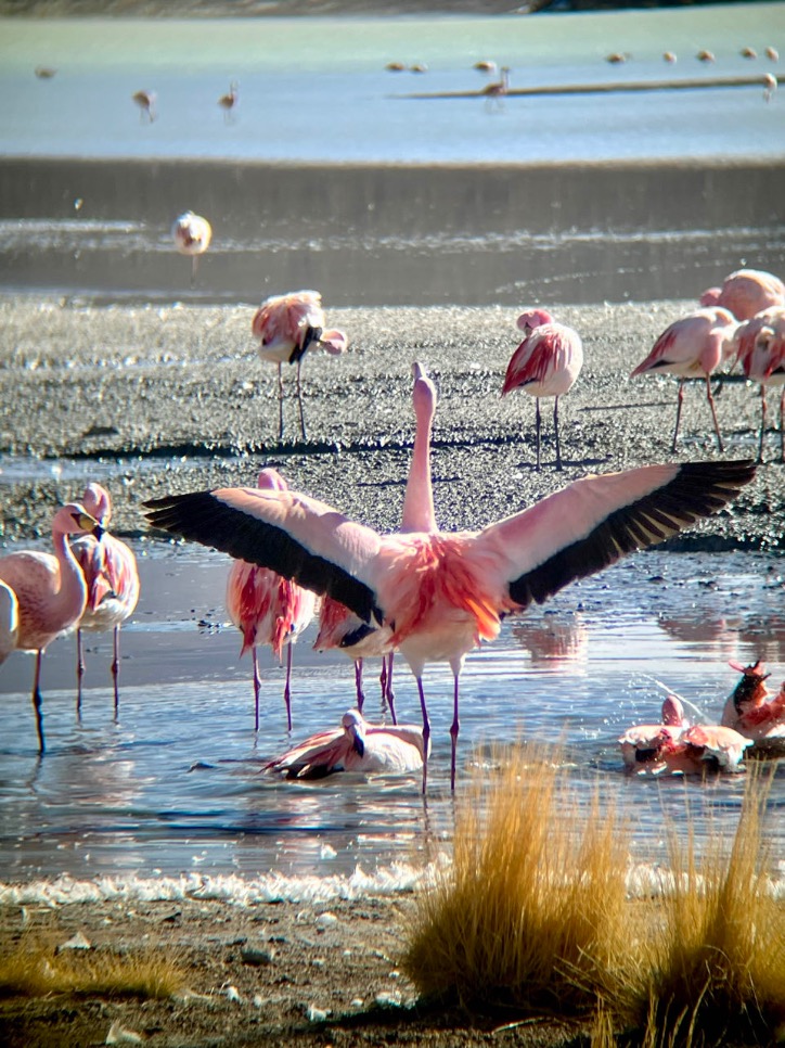 Salar de Uyuni Bolivia flamingo