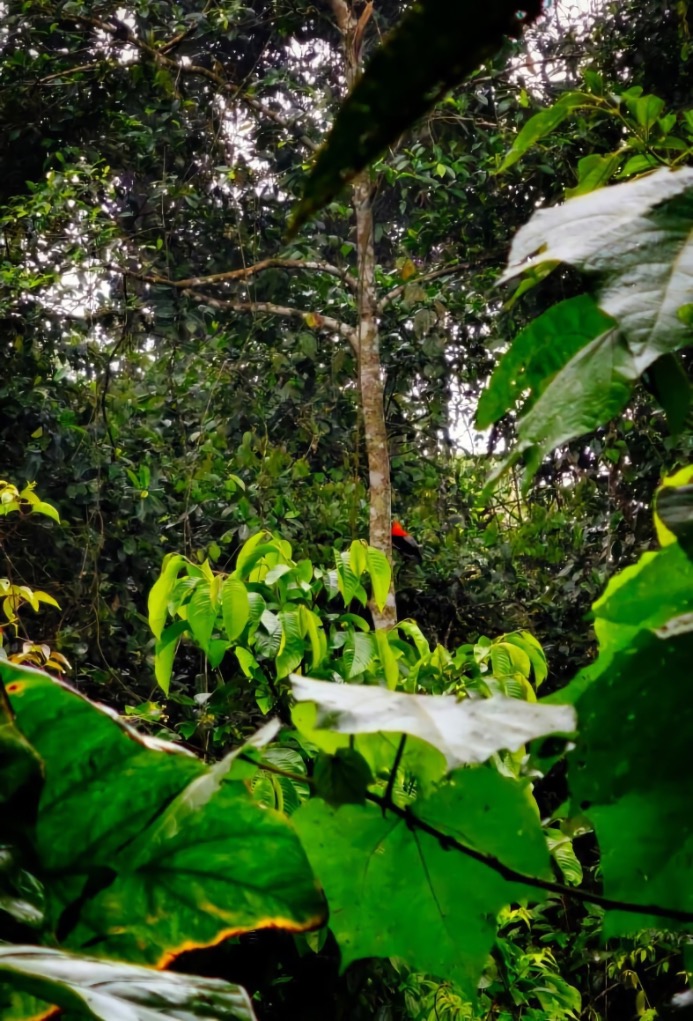 Vogel Andean cock of the rock