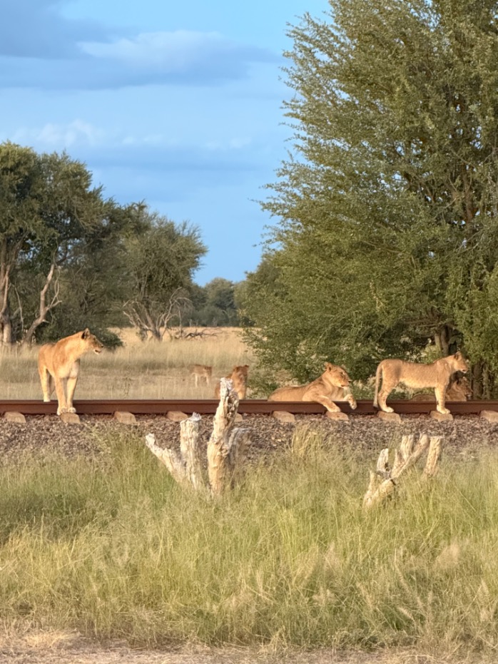 Leeuwen Spoorlijn Hwange