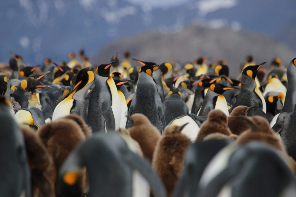 Antarctica Pinguins
