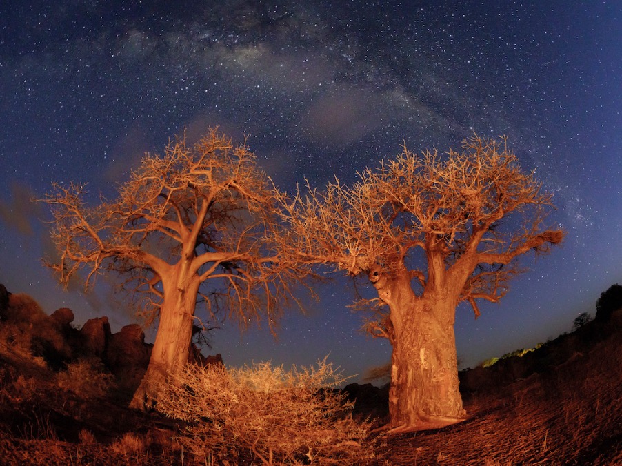 Untamed Traveling bomen afrika