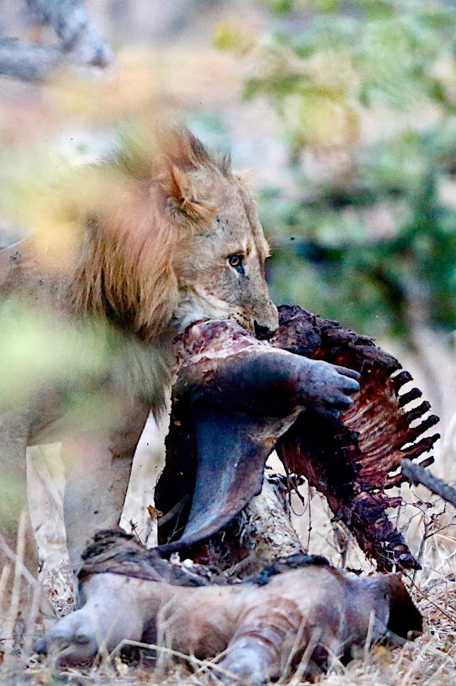 Leeuw met prooi