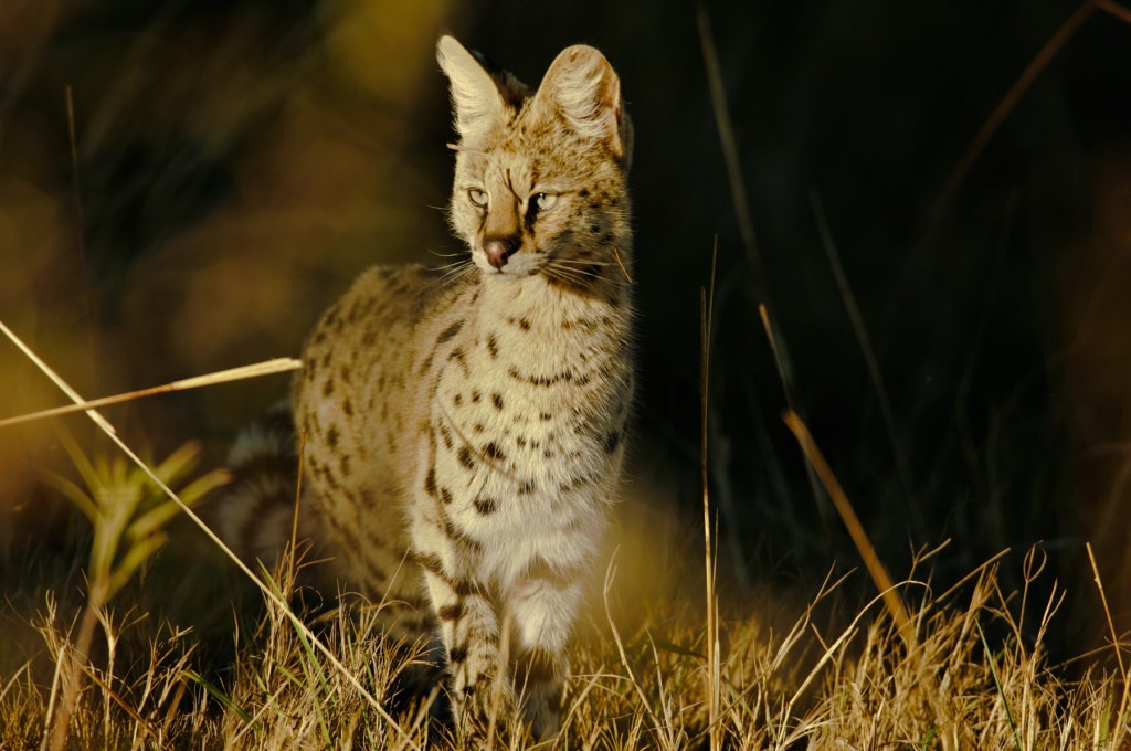 Serval katachtige