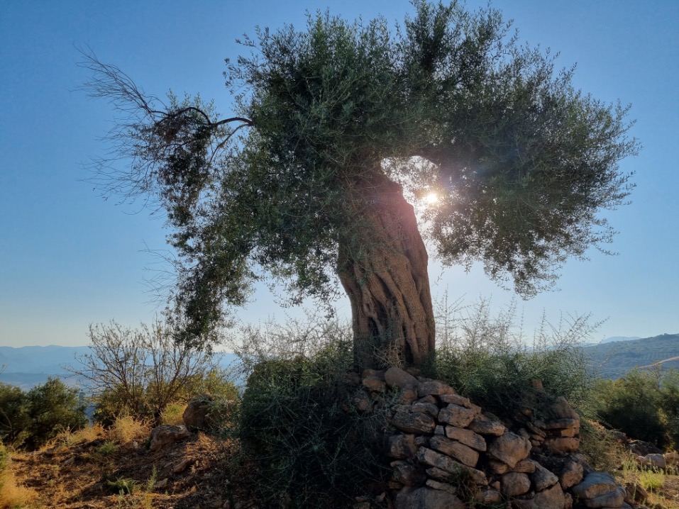 Oude olijfboom in Spanje