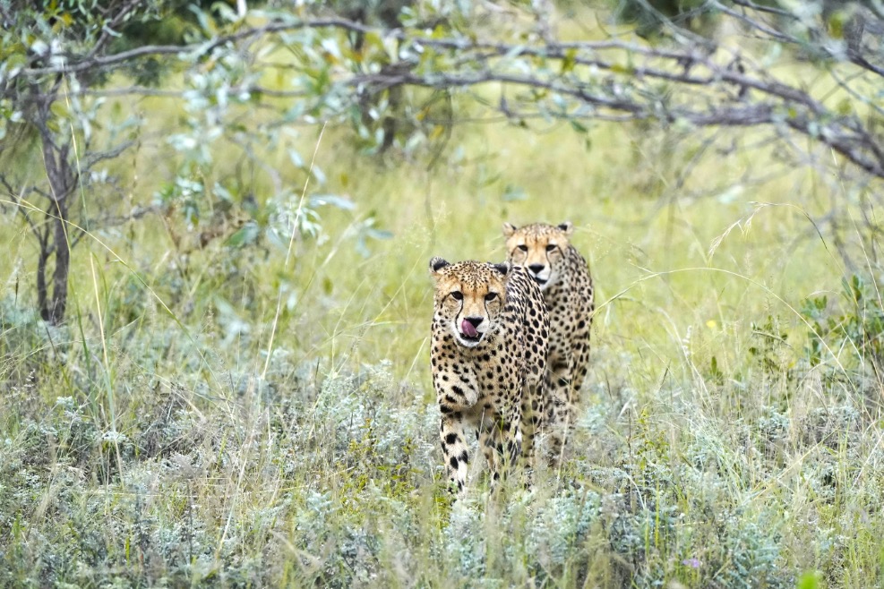 Cheeta's in Zuid-Afrika