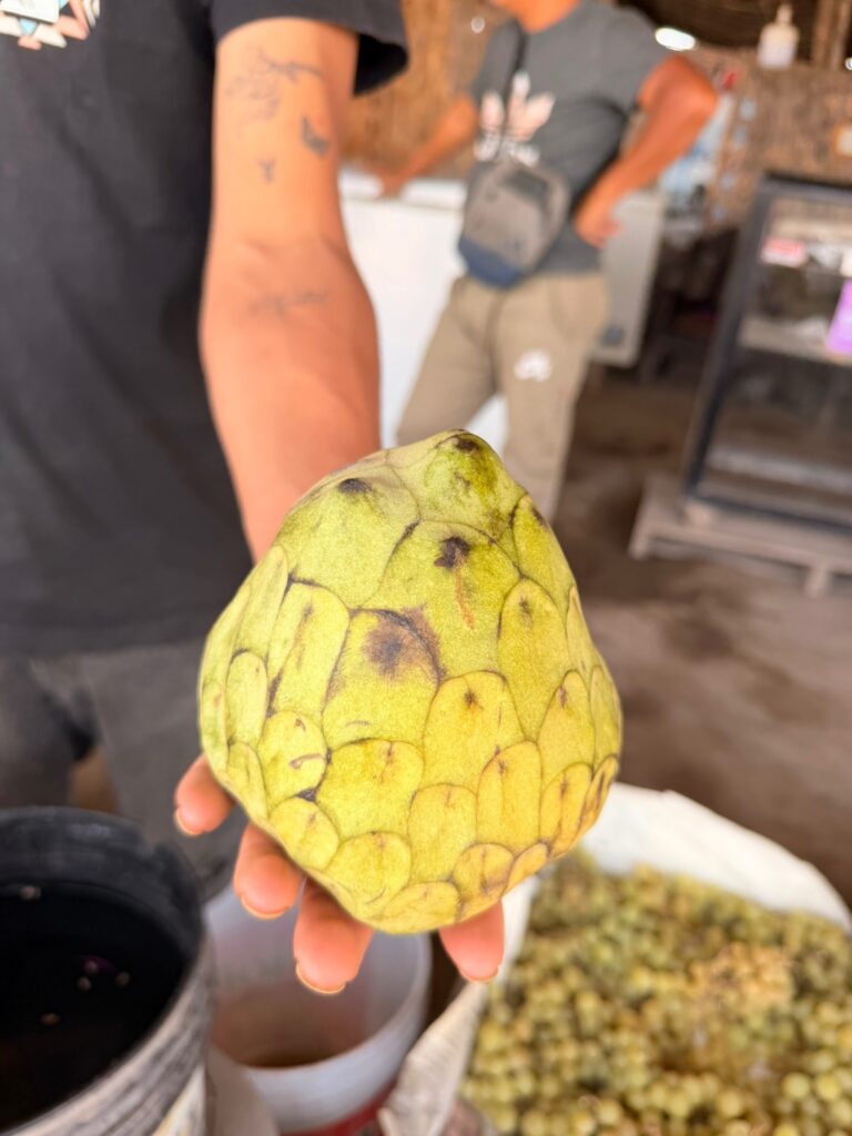 Ontdek het vele fruit