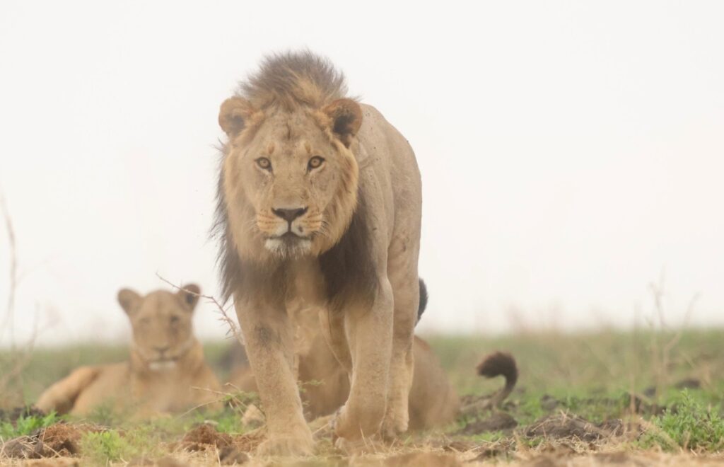 Leeuw in Botswana