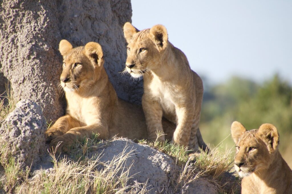 leeuwen Botswana