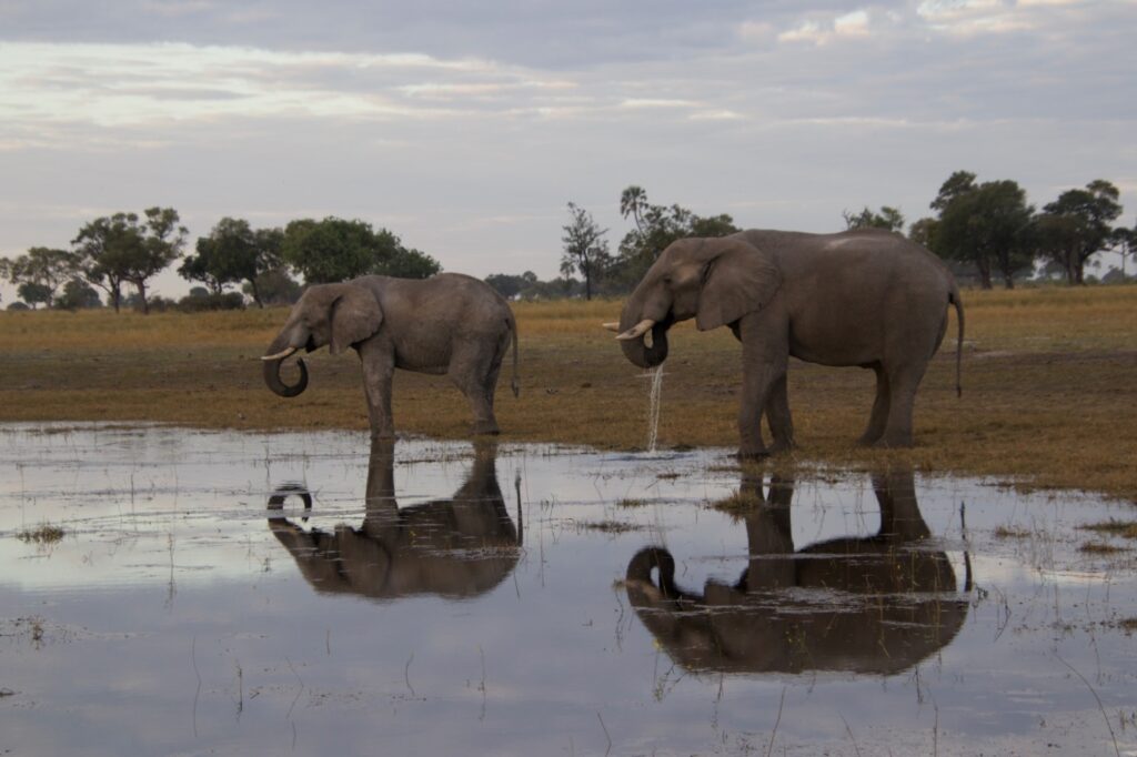 Olifanten in Botswana
