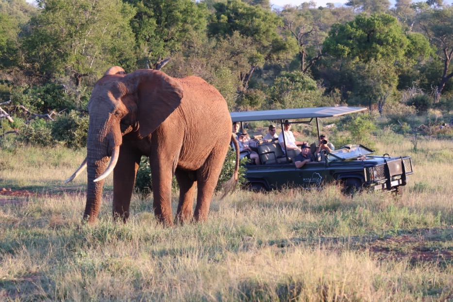 Zuid-Afrikaanse olifant
